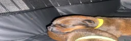 Mixed Breed dogs for sale: 🐾 Rottweiler x Belgian Malinois Puppies  - Advert 7