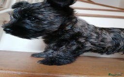 West Highland Terrier dogs for sale: Wairns: Westie/Cairn Pups - Image 16