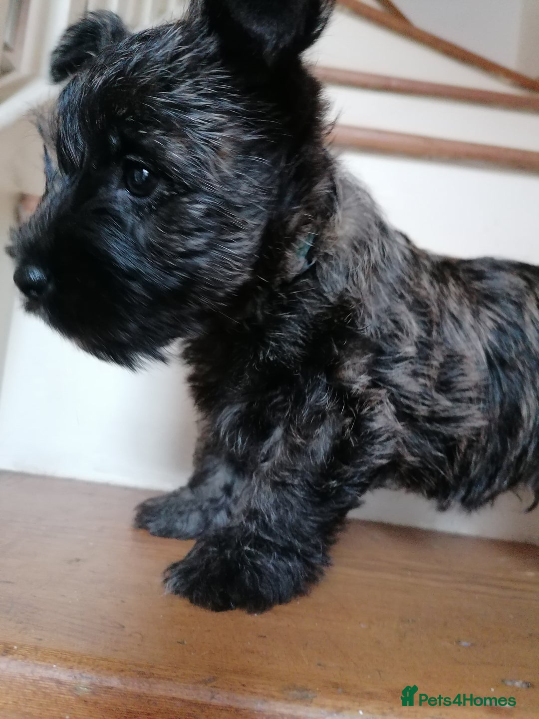 West Highland Terrier dogs for sale: Wairns: Westie/Cairn Pups - Image 16
