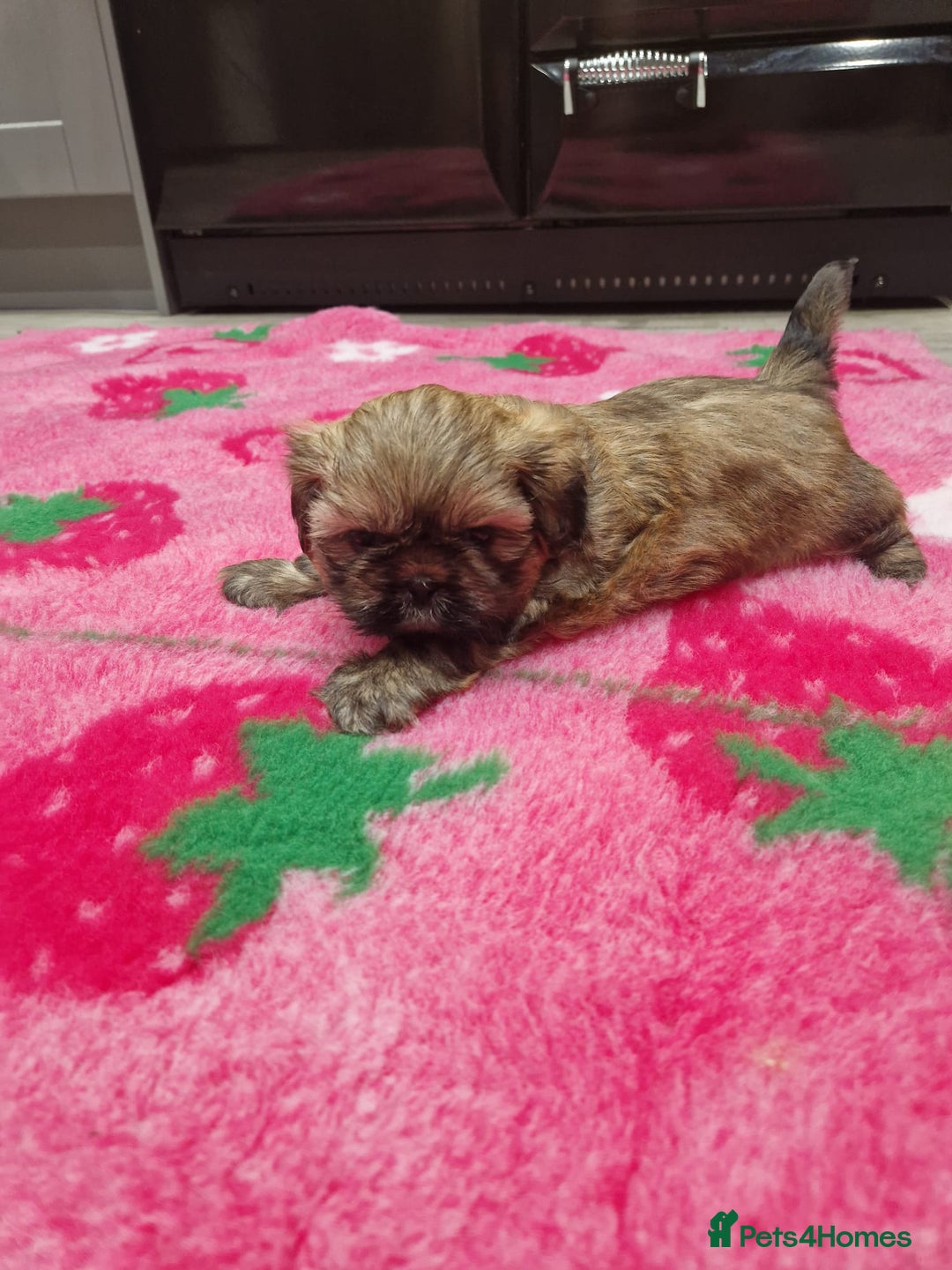 Shih Tzu dogs for sale: Shih Tzu Puppies - Advert 15