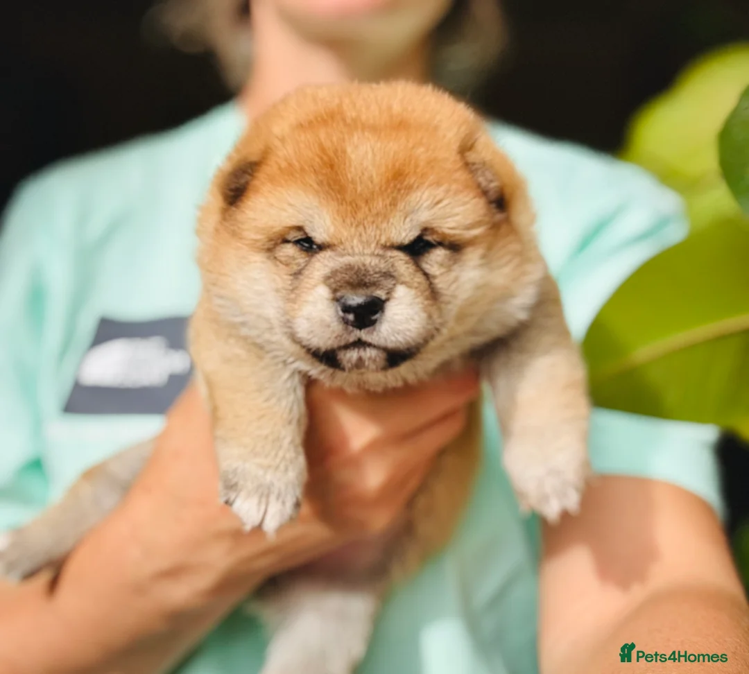 Japanese Shiba Inu dogs for sale: 10 weeks old KC Black/Tan Boy 💖 - Advert 26