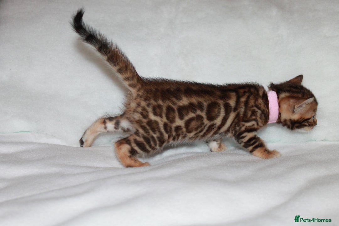 Bengal cats for sale: Gorgeous TICA Bengal Kittens - Ready 15/01/2026 - Advert 14