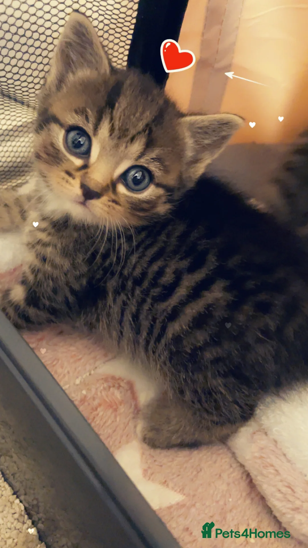 Egyptian Mau cats for sale: Gawjus kitties  - Advert 2