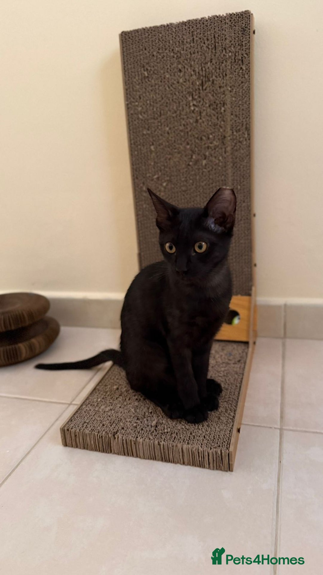 Mixed Breed cats for adoption: [Indoors Only] Lovely & Playful Trio Brothers - Advert 18