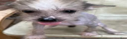 Chinese Crested dogs for sale: Hairless Chinese Cresteds  - Advert 1