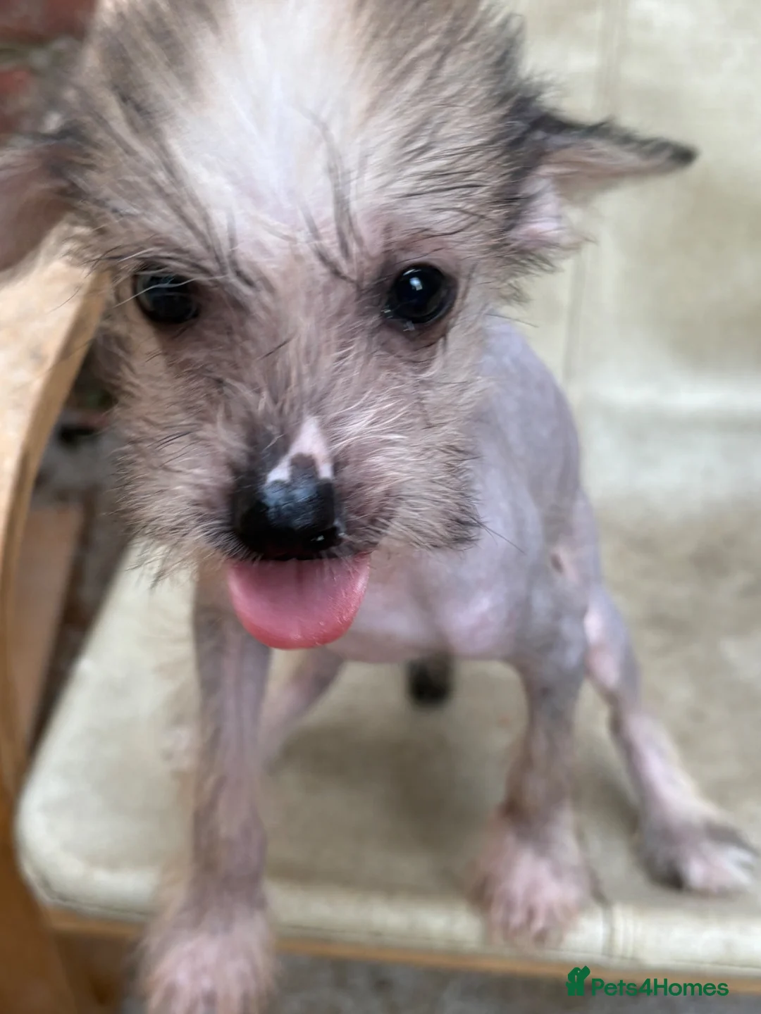 Chinese Crested dogs for sale: Hairless Chinese Cresteds  - Advert 1