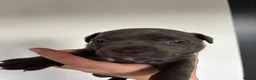 Staffordshire Bull Terrier dogs for sale: Beautiful Blue Staffordshire Bull Terriers🤍 in Llanybydder - Advert 11