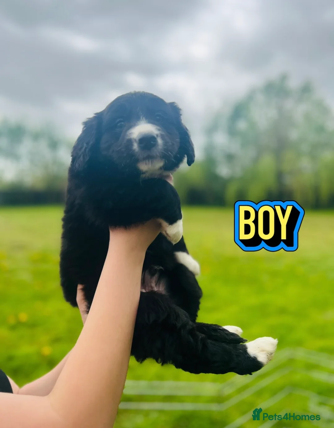 Mixed Breed dogs for sale: Collie x cocker ready now - Advert 1