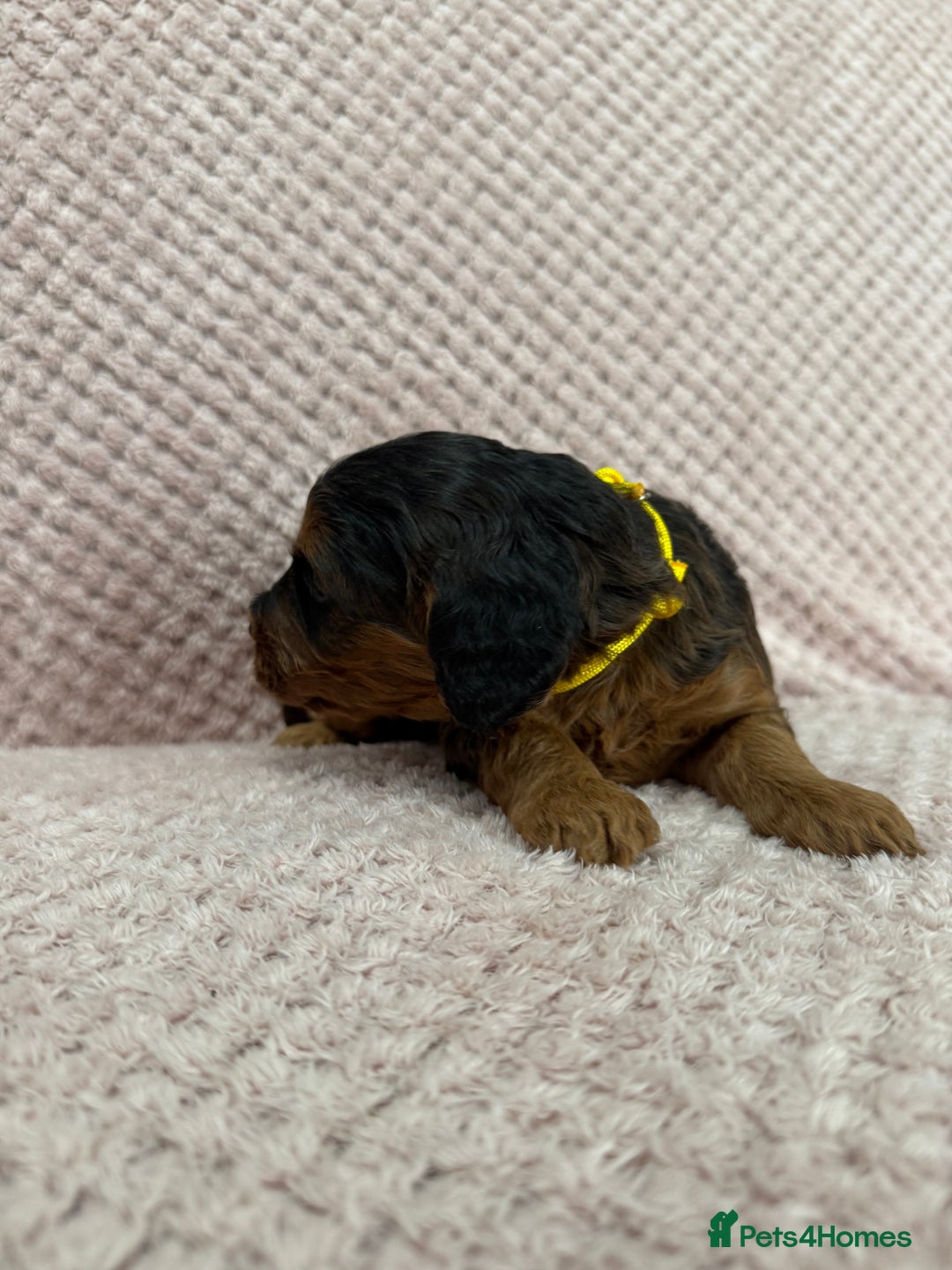Cockapoo dogs for sale: Beautiful Cockapoos puppies - fully health tested  - Advert 7