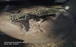 Leopard Gecko reptiles for sale: Leopard gecko  - Advert 2