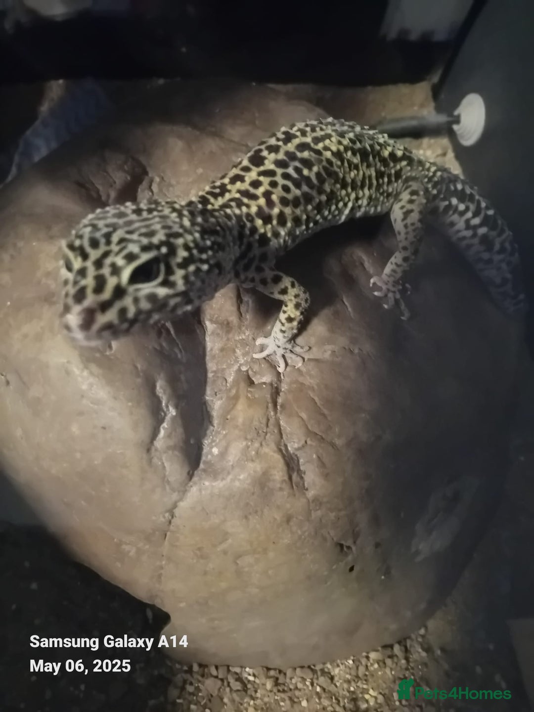 Leopard Gecko reptiles for sale: Leopard gecko  - Advert 2