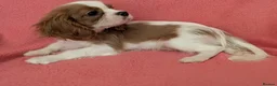 Cavalier King Charles Spaniel dogs for sale: Gorgeous Cavalier King Charles Spaniel puppies - Advert 19