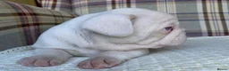 French Bulldog dogs for sale: Pink & Pink carrier French Bulldog puppies - Advert 9