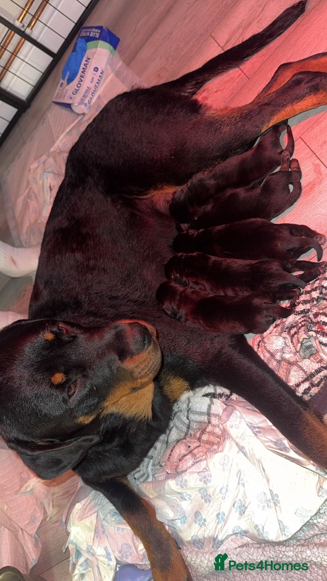 Rottweiler dogs for sale: Rottweiler puppies for sale - Image 1