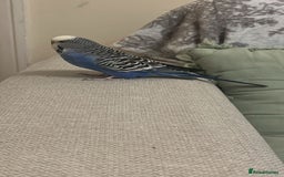 Budgerigars birds for sale: Budgies and cockatiel for sale - Advert 7