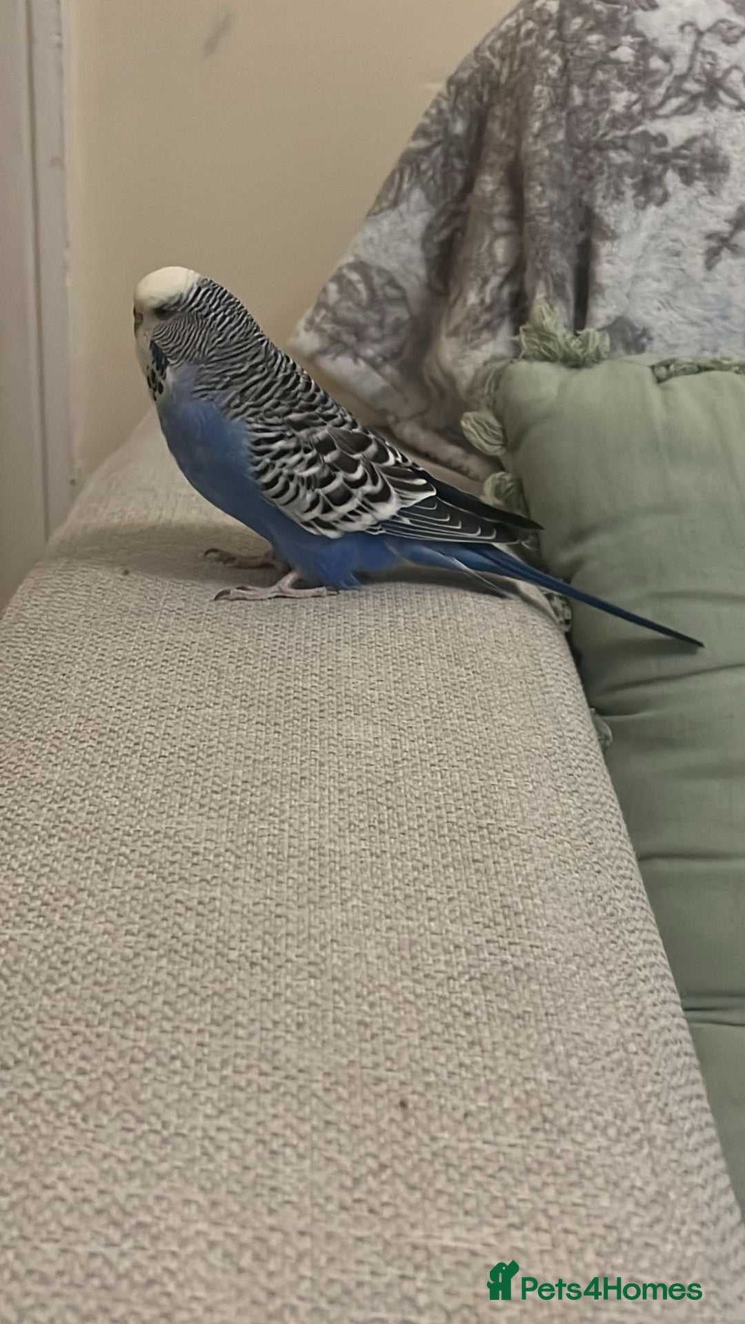 Budgerigars birds for sale: Budgies and cockatiel for sale - Advert 7