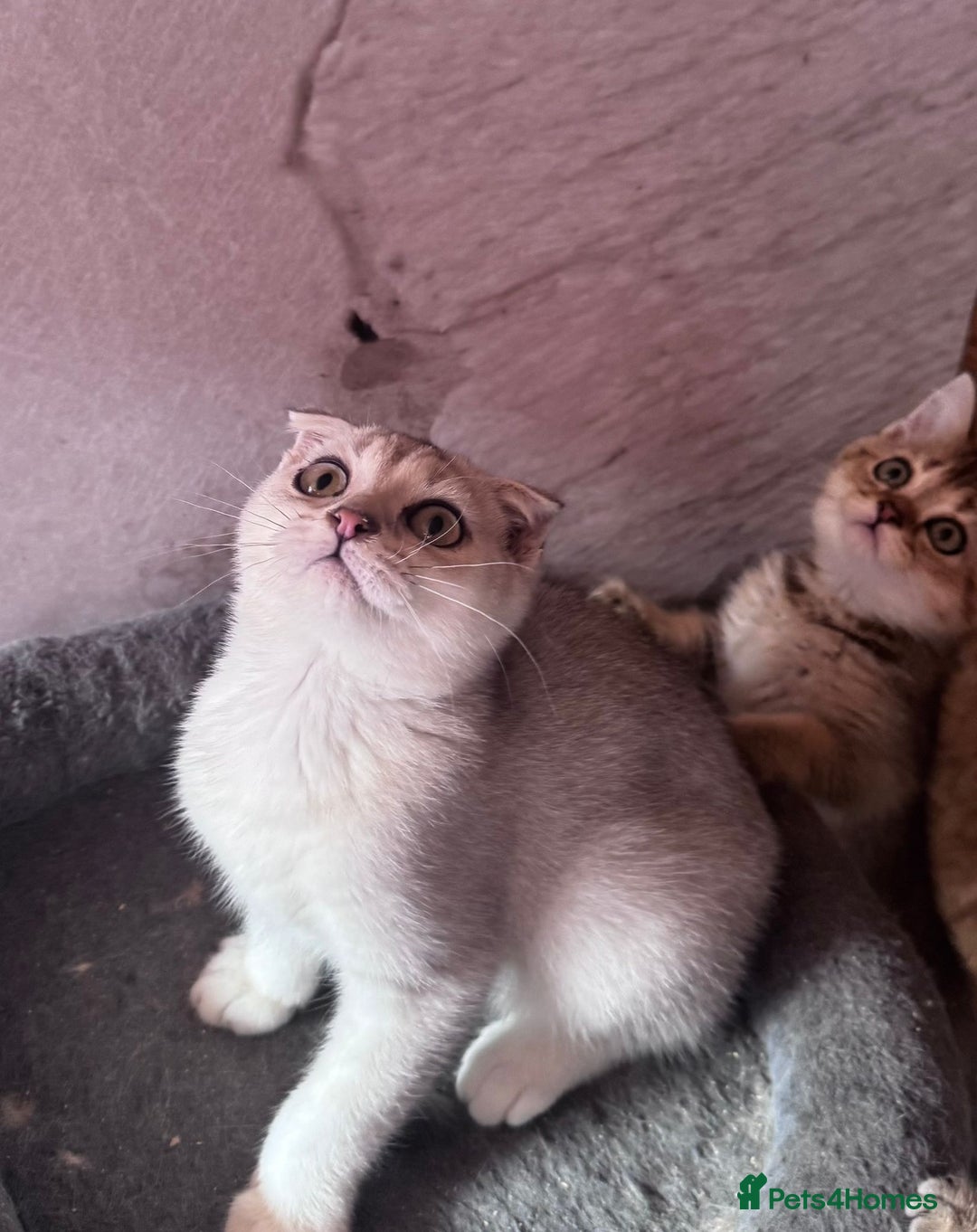 Scottish Fold cats for sale: Scottish fold kittens in hull - Image 32