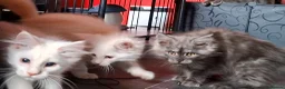 Maine Coon cats for sale: Pedigree Maine Coon Kittens in Manchester  - Advert 25