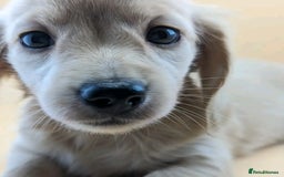 Miniature Dachshund dogs for sale: Miniature dachshund puppies  - Image 5