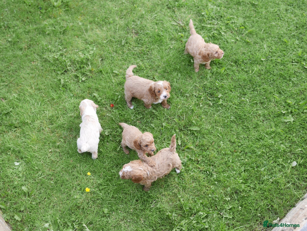 Cavapoo dogs for sale: Stunning F1b Health Tested Miniature Cavapoos - Image 11