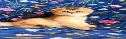 Scottish Fold cats for sale: Pedigree Scottish fold kittens - Advert 11
