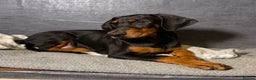 Dobermann dogs for sale: Doberman puppy - Advert 1