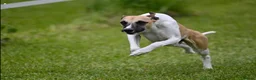 Whippet dogs for sale: Beautiful male whippet just turned 1 year old - Advert 3
