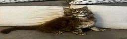 Maine Coon cats for sale: Pedigree Maine Coon Male Kitten - Advert 15