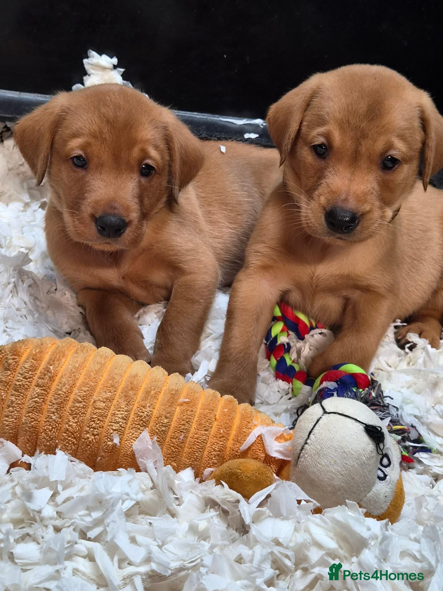 Labrador Retriever dogs Beautiful KC Fox Red Labrador Puppies  - Advert 1