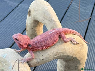 Bearded Dragon reptiles - Advert 2