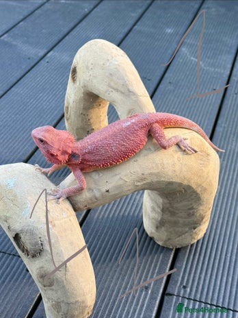 Bearded Dragon reptiles - Advert 2