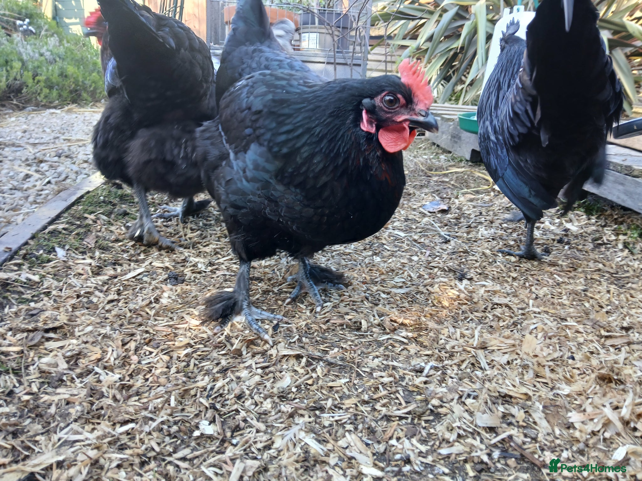 Chickens poultry Maran POL, Seramas, and Orpington roosters - Advert 1