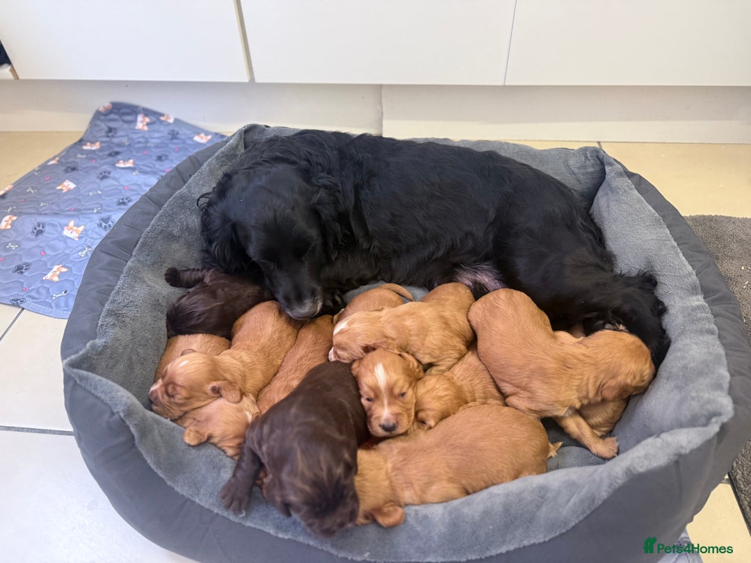 Cocker Spaniel dogs for sale: Kc reg cocker spaniels with 5 weeks insurance  - Advert 6