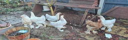Chickens poultry for sale: Brahma chicken - Advert 4