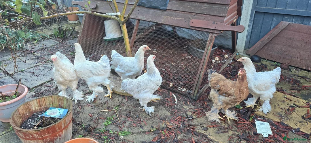 Chickens poultry for sale: Brahma chicken - Advert 4