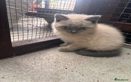 British Shorthair cats for sale: British shorthair GGCF Blue colourpoint kittens  - Image 12