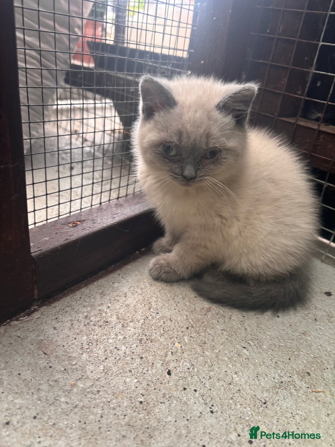 British Shorthair cats for sale: British shorthair GGCF Blue colourpoint kittens  - Image 12
