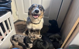 Mixed Breed dogs for sale: Puppy’s  - Image 7