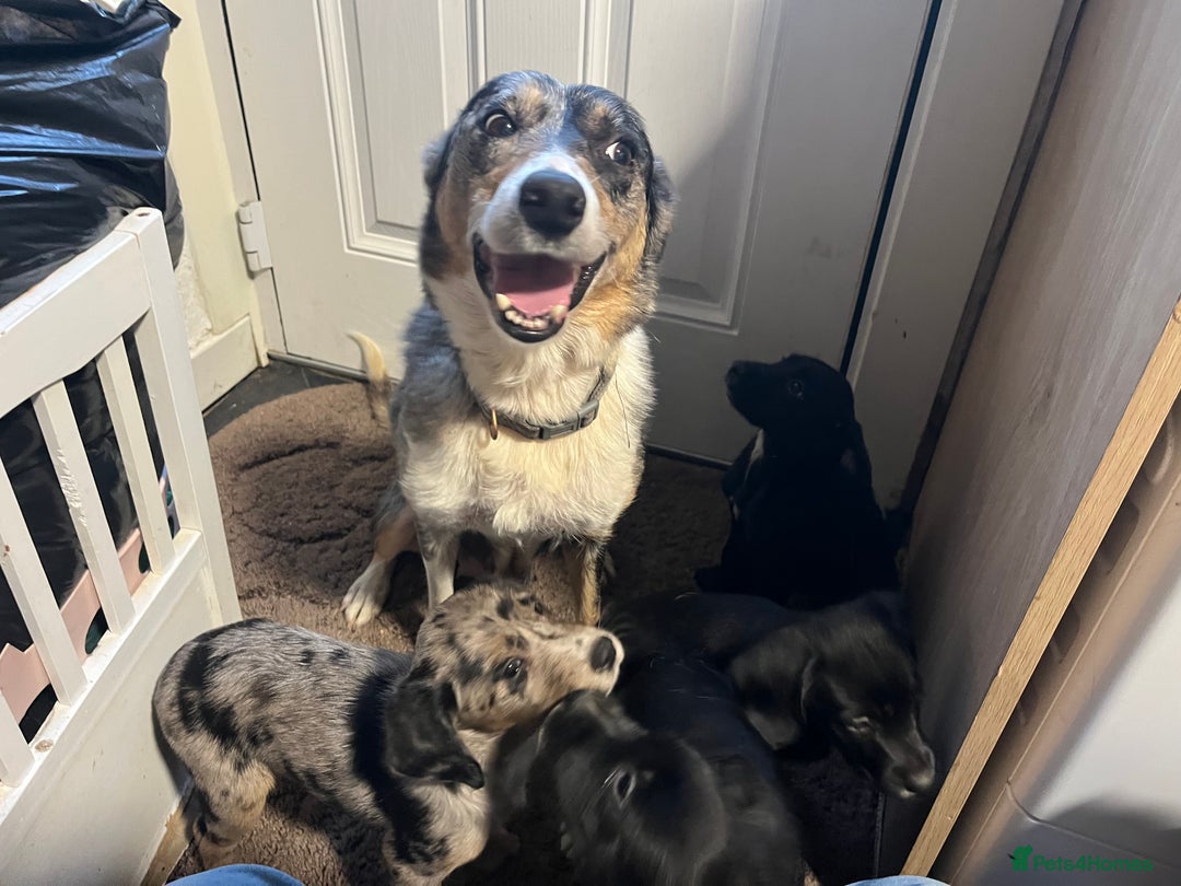 Mixed Breed dogs for sale: Puppy’s  - Image 7