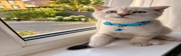 Scottish Fold cats for sale: Scottish Fold kitten  in London - Advert 2