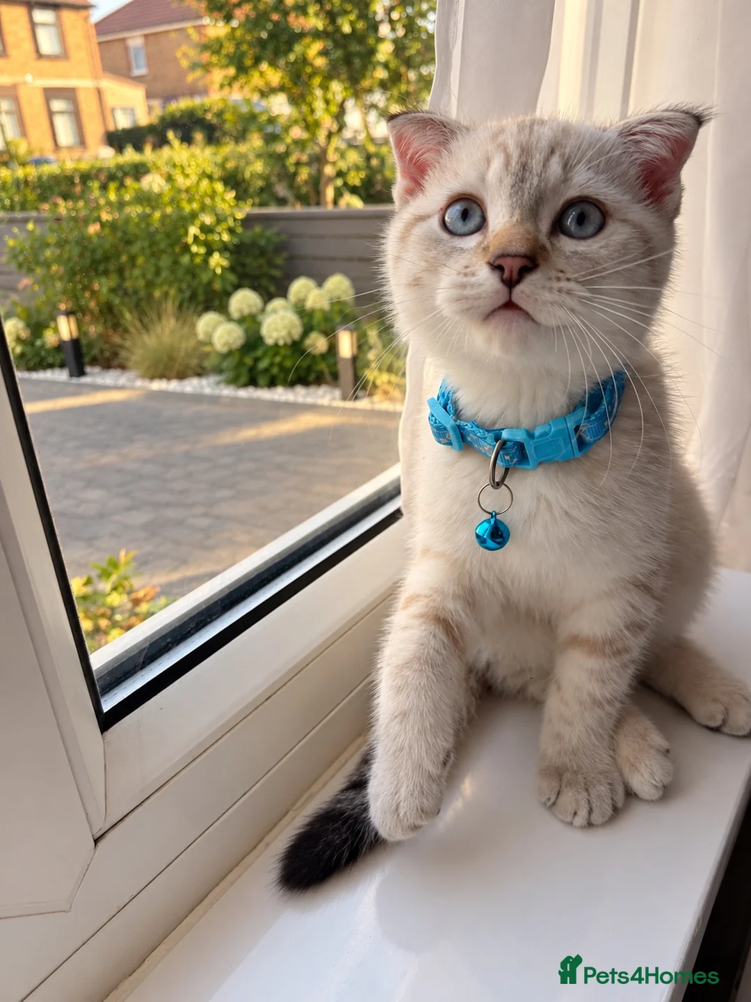 Scottish Fold cats for sale: Scottish Fold kitten  in London - Advert 2