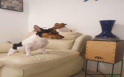 Jack Russell dogs for sale: Jack Russell puppies  - Image 16
