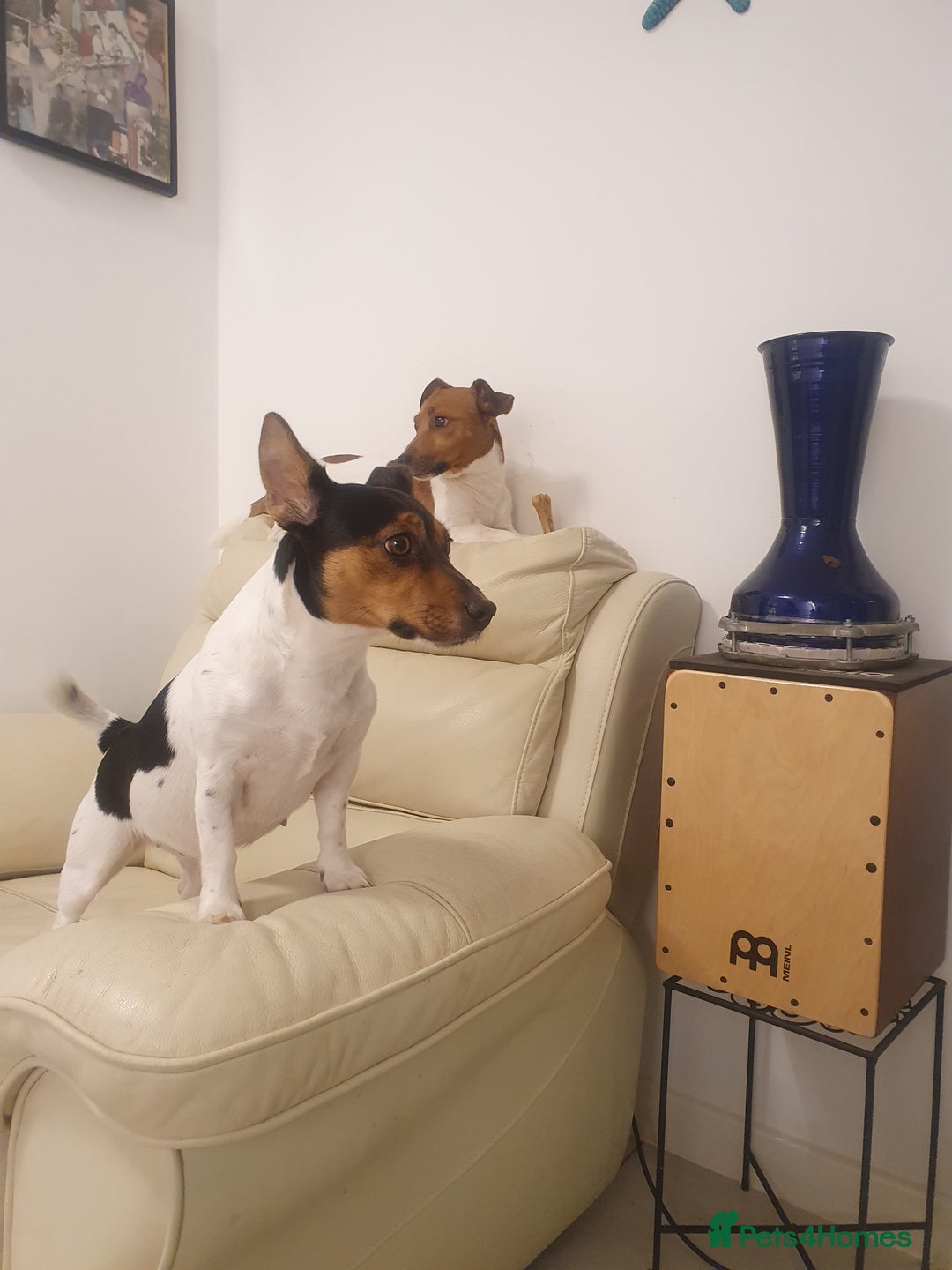 Jack Russell dogs for sale: Jack Russell puppies  - Image 16