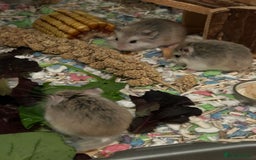 Hamster rodents for sale: Roborovski babies from show winning parents - Image 3