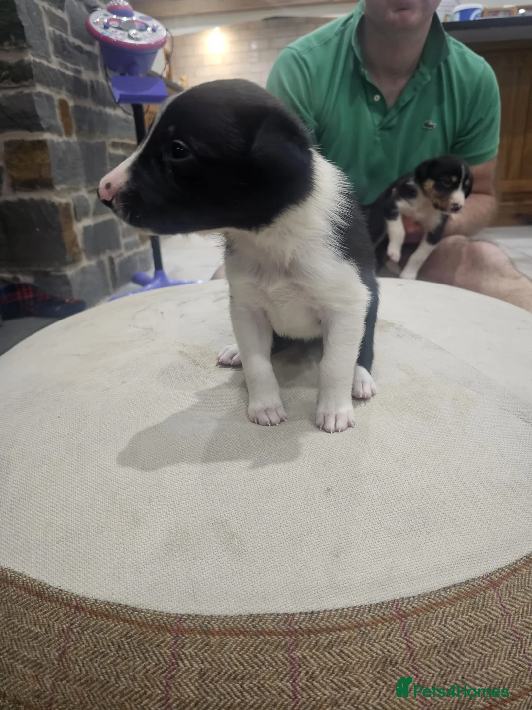 Mixed Breed dogs for sale: Huntaway x Collie X New Zealand Collie - Advert 2