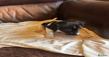 Jack Russell dogs - Advert 1