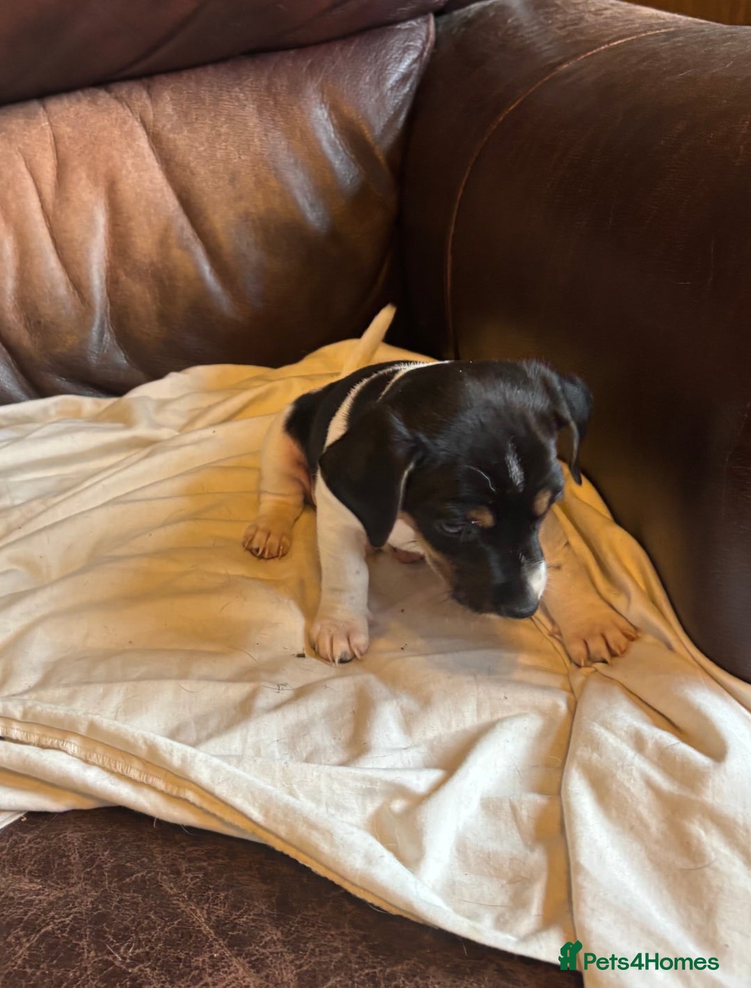 Jack Russell dogs for sale: Jack Russell puppies for sale - Image 3