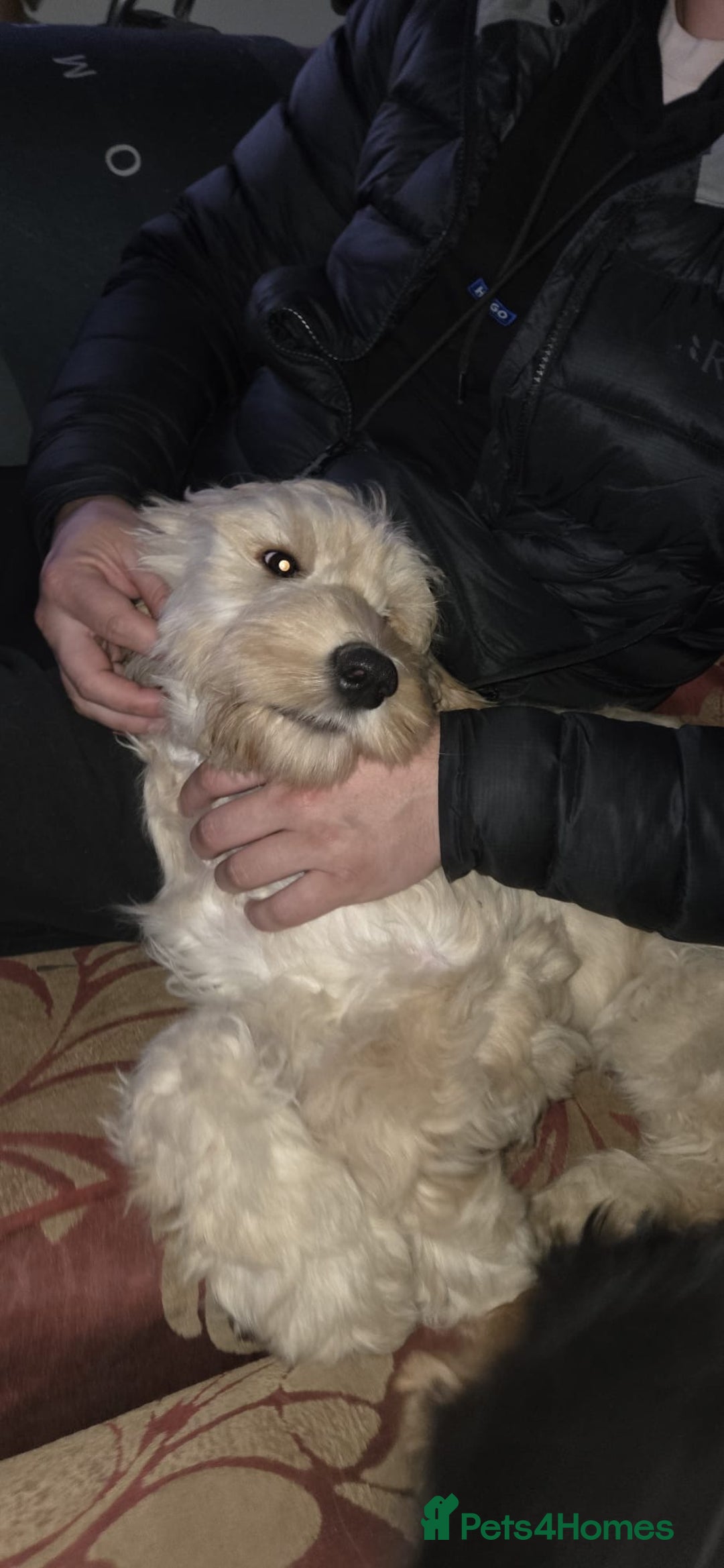Cockapoo dogs for sale: Beautiful cockadoodle female puppy  - Image 8