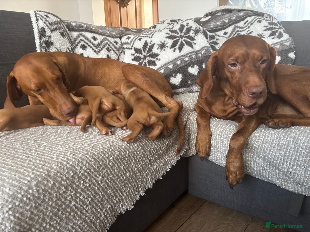 Hungarian Vizsla dogs for sale: Hungarian Vizsla Puppies for sale  - Advert 8