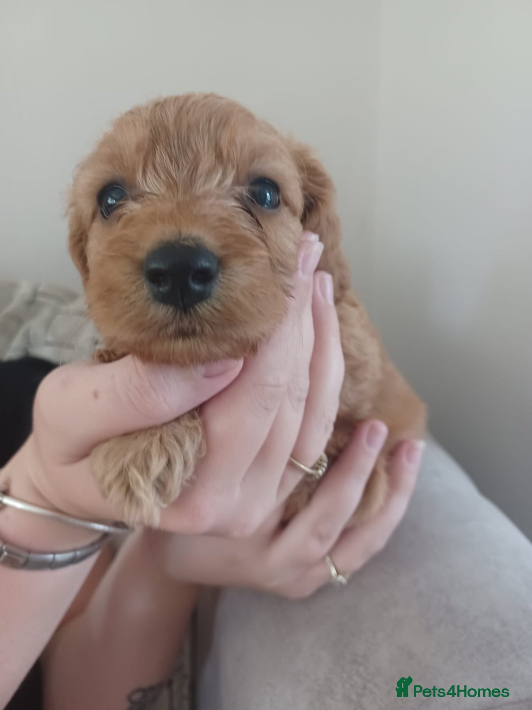Cockapoo dogs for sale: F1 cockapoo puppies - Image 3